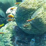 【ミライドゥ】《2025年8月》~子供たちとの再訪を誓った全てが最高のリゾートライフ~